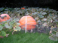more 2004 pumpkin photos